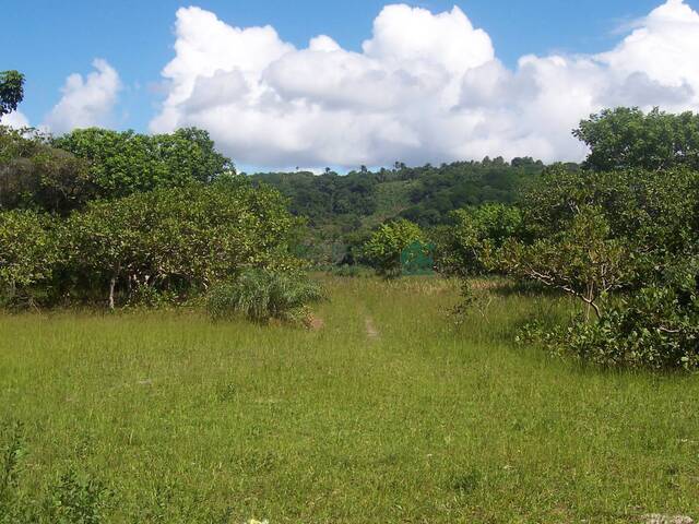 #241 - Fazenda para Venda em Ilhéus - BA - 3